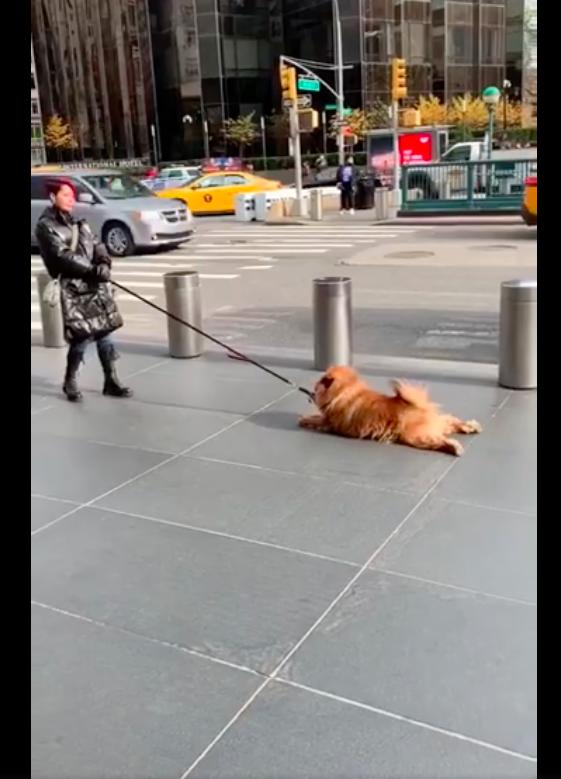 The Dog Lay On The Ground And Didn T Want To Walk So The Woman Just Pulled On The Leash And Walked Forward It Was Quite Enjoyable Daydaynews