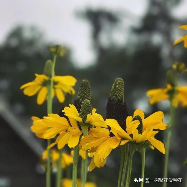 适合庭院养的草花，25种观赏草观叶赏花