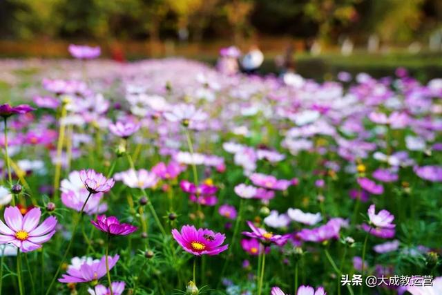 江南公园黄花风铃木陆续绽放，品悟江南 ， 醉看江南风铃美