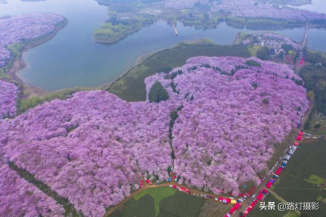 贵州平坝的樱花开到什么时候，贵州贵阳：平坝樱花灿烂盛开