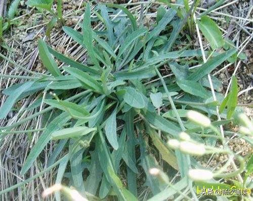 这么多野菜你认识几种，比韭菜还鲜嫩