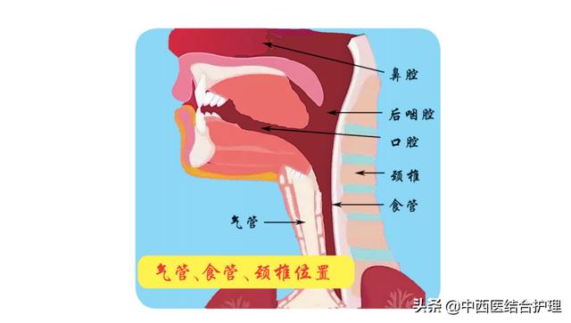 脖颈是哪个部位，脖子都有什么器官示意图