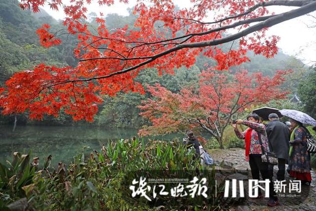 杭州灵隐、九溪美成这样了，这派“枫”景太上头
