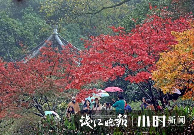 杭州灵隐、九溪美成这样了，这派“枫”景太上头