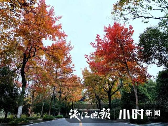 杭州灵隐、九溪美成这样了，这派“枫”景太上头