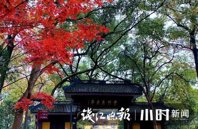 杭州灵隐、九溪美成这样了，这派“枫”景太上头
