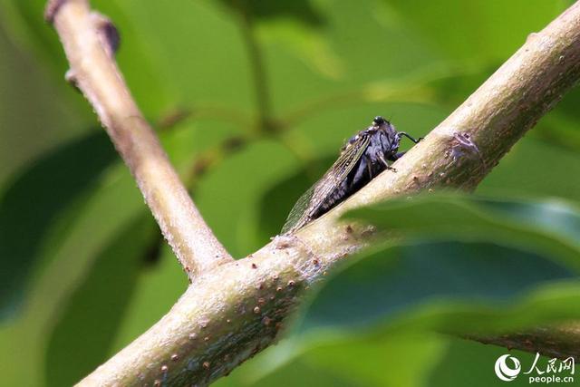 厦门山海健康步道全球唯一，厦门这座桥胜出