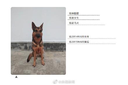 汪汪队中的消防犬，4只消防搜救犬征集领养人