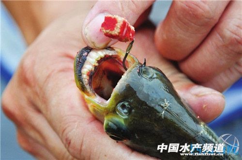 食人鱼真的吃人吗来看看实验怎么说