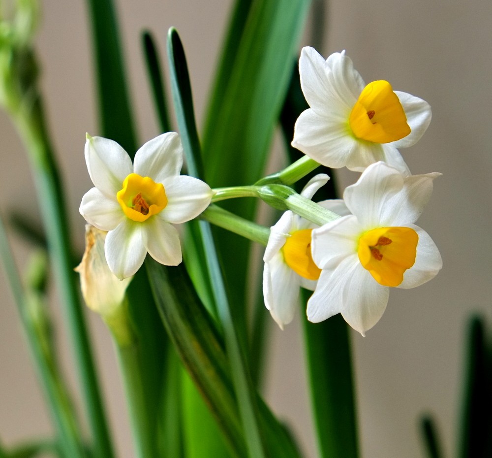 水仙花花语水仙花花语