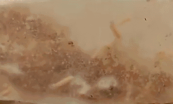 356_215gif 动态图 动图