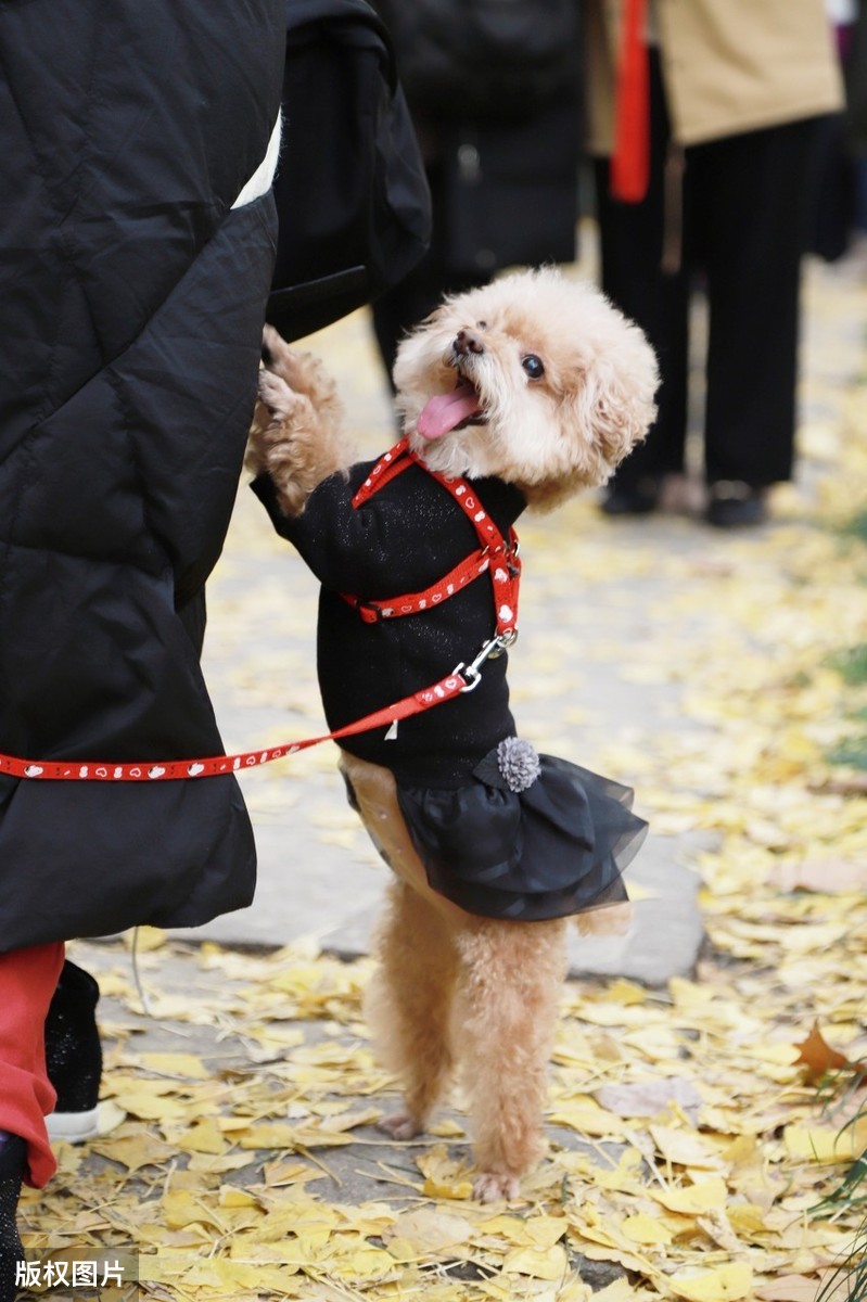 训练泰迪犬的技巧泰迪撒娇的表现