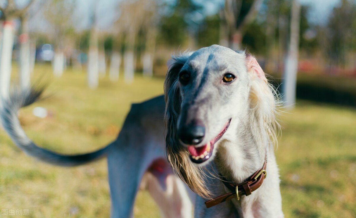 为什么中国神犬哮天犬细犬,那么少人养?