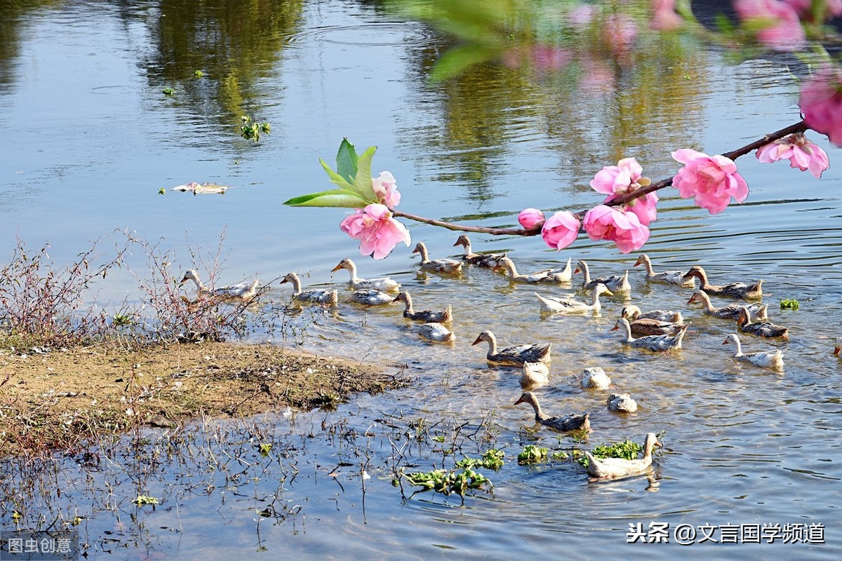 竹外桃花三两枝春江水暖鸭先知,竹外桃花三两枝春江水暖鸭先知全诗