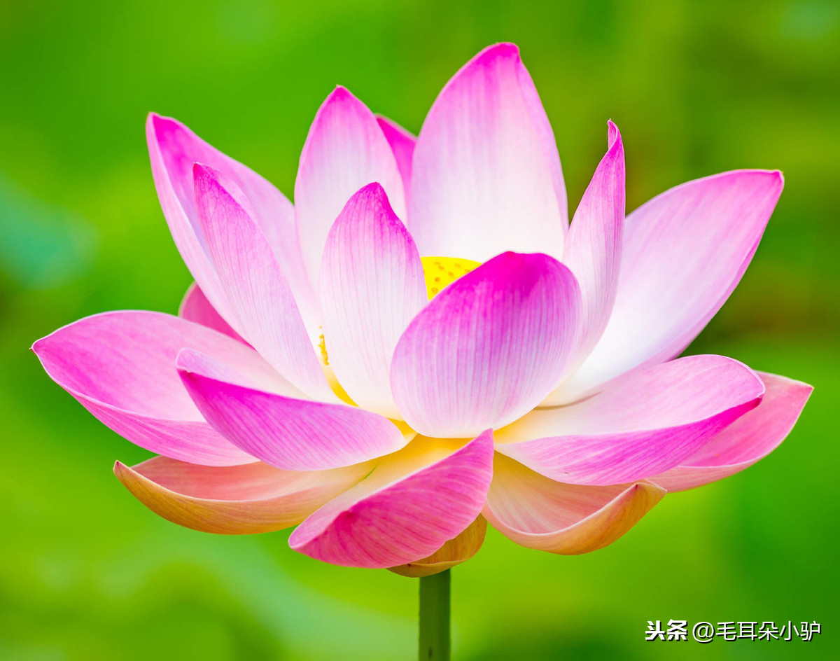 国花:莲花国家:越南中国与巴基斯坦的伙伴关系被称为"全天候,指的是
