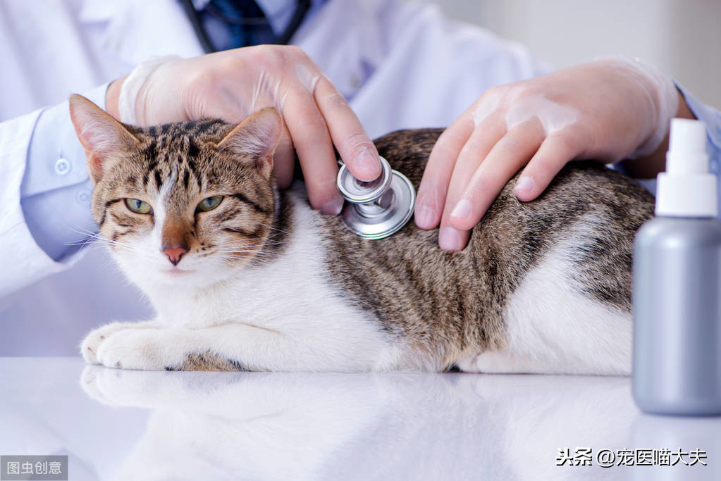 猫传染性腹膜炎和腹水是一样的吗猫腹水是传染病吗