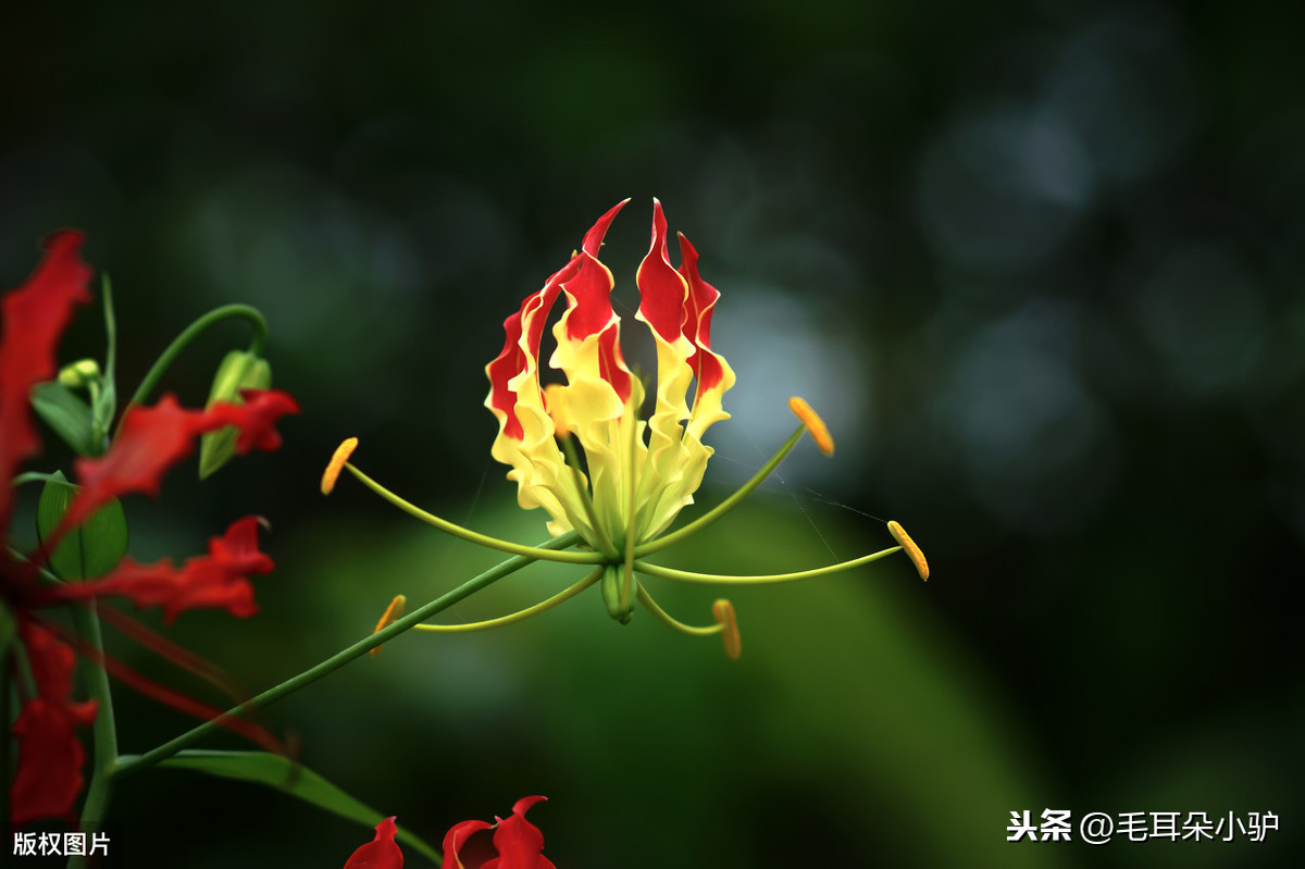 俄罗斯的国花是什么花中国的国花是什么花