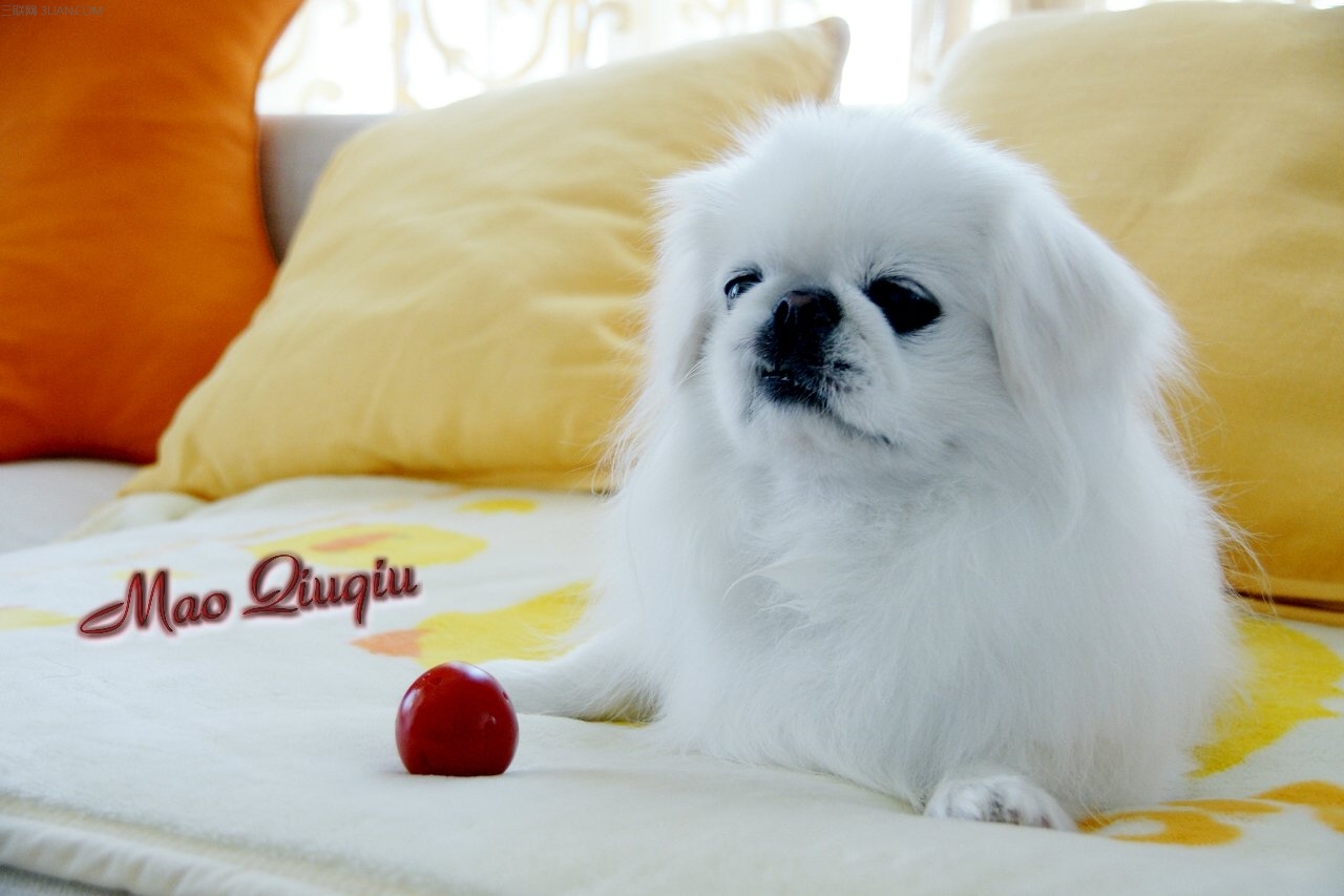 曾经享尽荣华富贵的皇家御犬—京巴犬 挑选饲养护理方法等全介绍