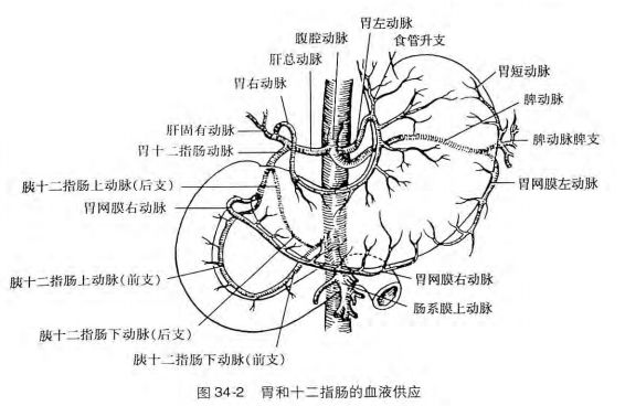 胃在身体哪个位置图片胃部结构及血液循环