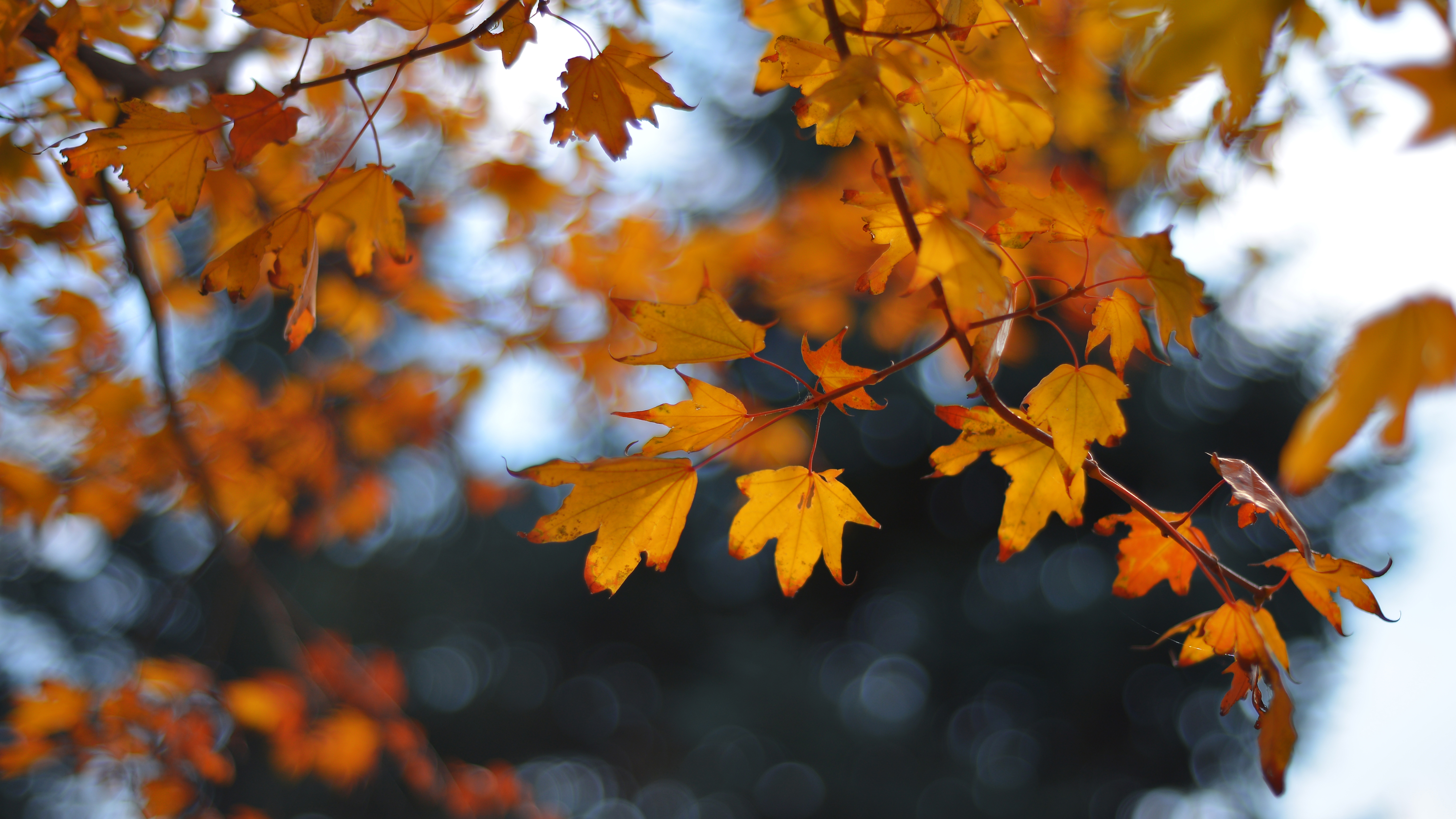 让这个秋天多点色彩秋叶摄影攻略大放送