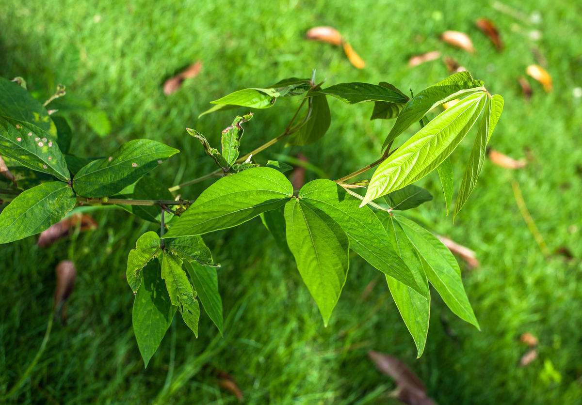 千斤拔中药材千斤拔消瘀解毒治风湿痹痛