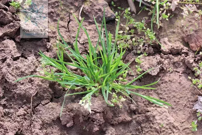 「植保技术」麦田杂草识别与区分(禾本科篇)