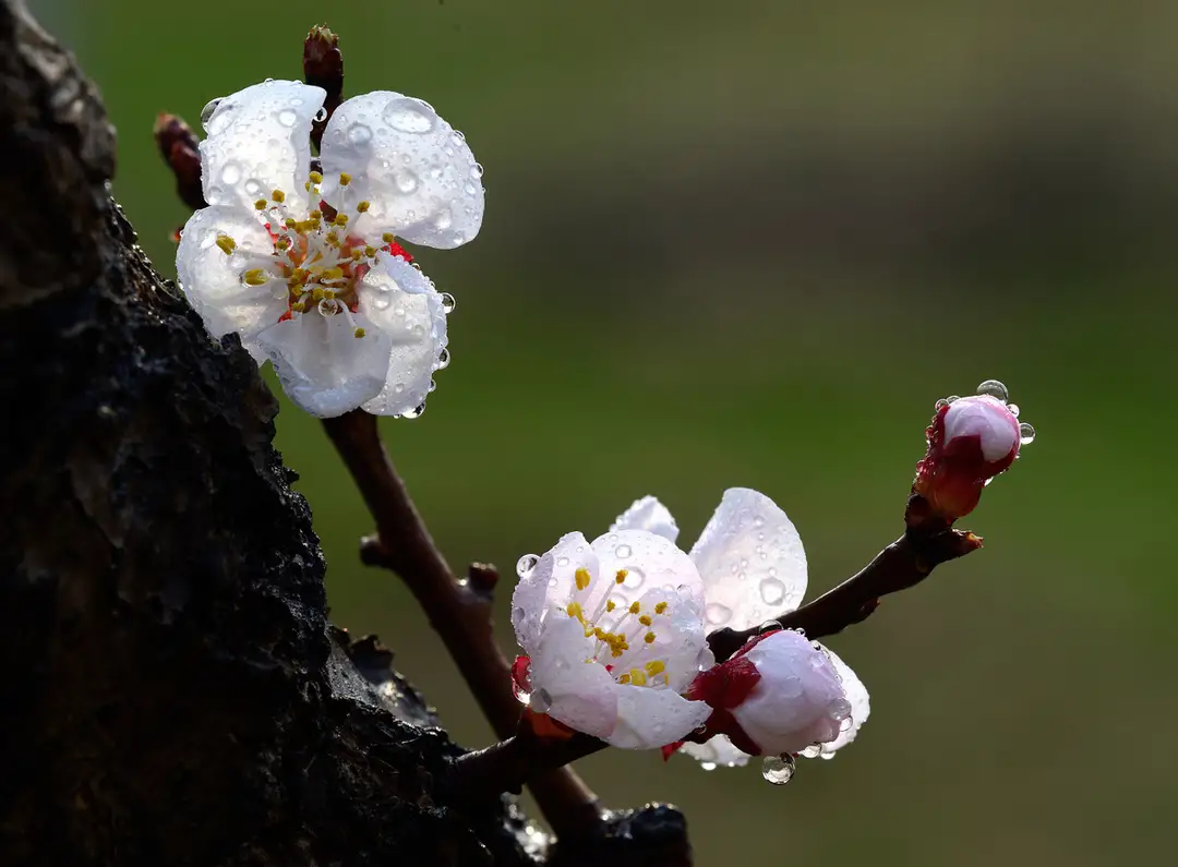 沾衣欲湿杏花雨,吹面不寒杨柳风