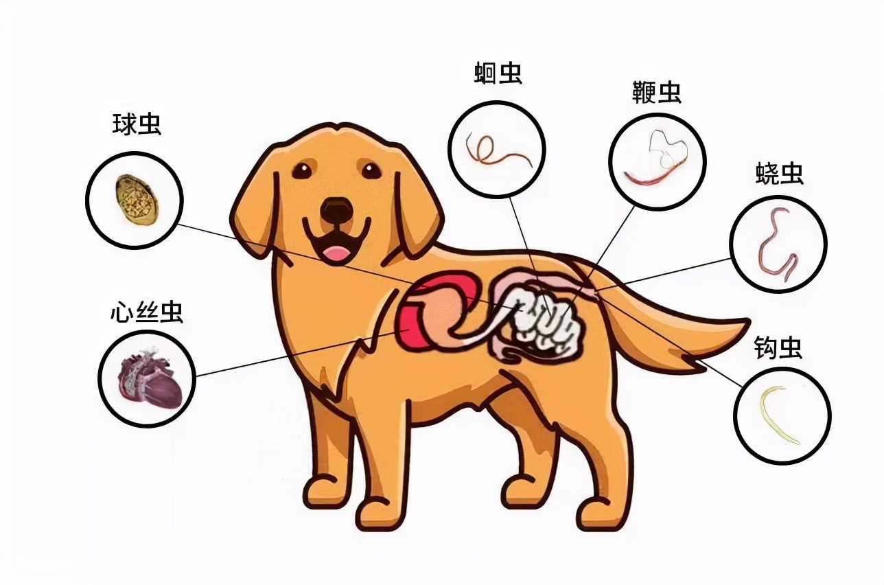 怎么判断肚子里有没有蛔虫想知道狗狗身上是否有寄生虫
