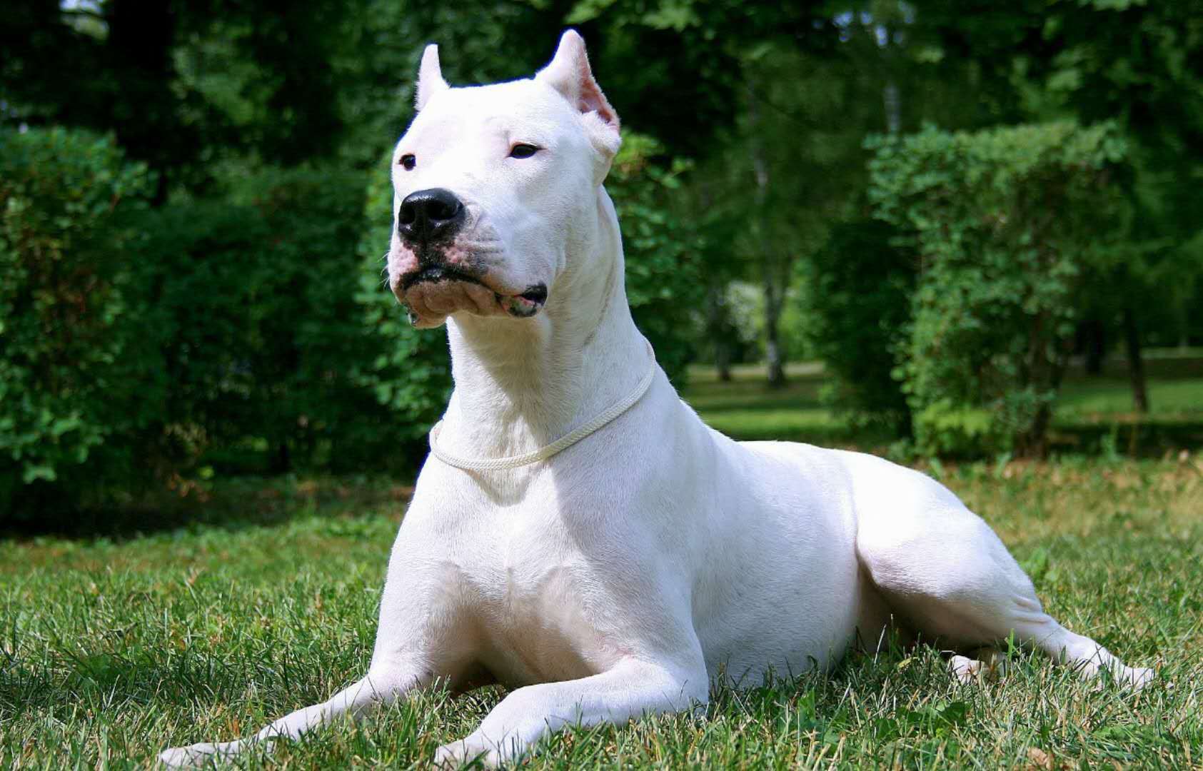 阿根廷杜高犬究竟有多凶悍呢?