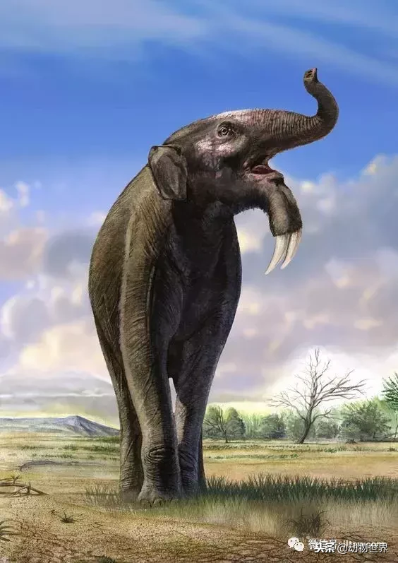 科普知识 文章详情恐象 是象的史前亲属,生存于中新世中期至更新世