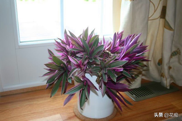 当时也是在朋友那里看到,它养了一盆超级大的紫背万年青盆栽,看起来很