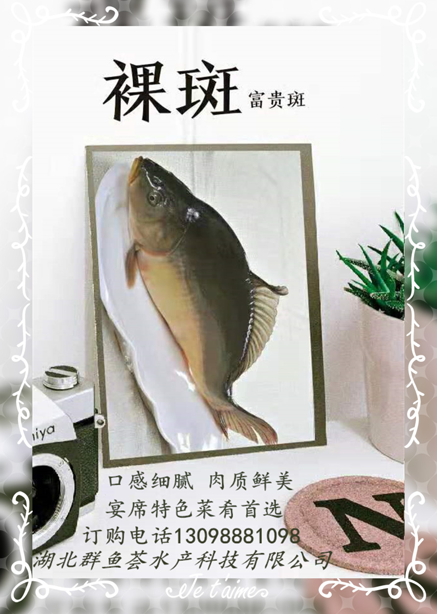 裸斑鱼是什么鱼,裸斑鱼零售价多少