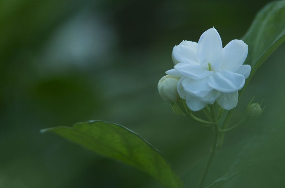 茉莉花的描写,茉莉花的描写片段