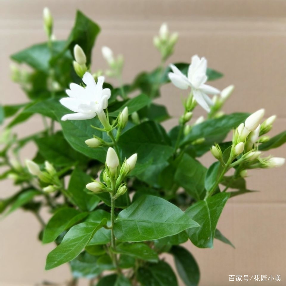 茉莉花长什么样茉莉花长什么样图片