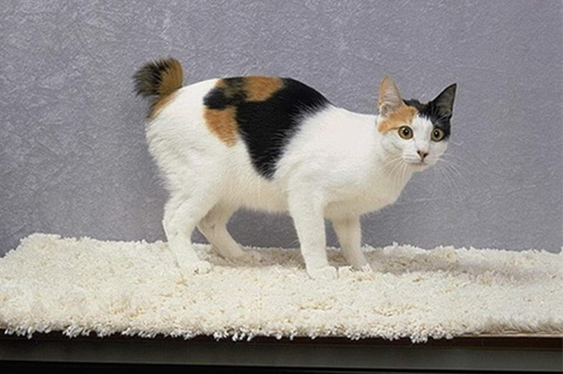 猫咪