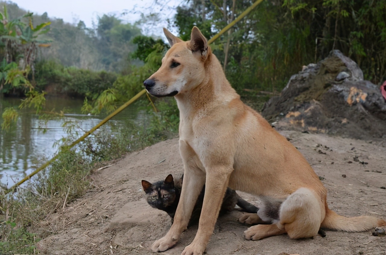 土狗怎么养?其实中华田园犬比不少知名犬好养多了