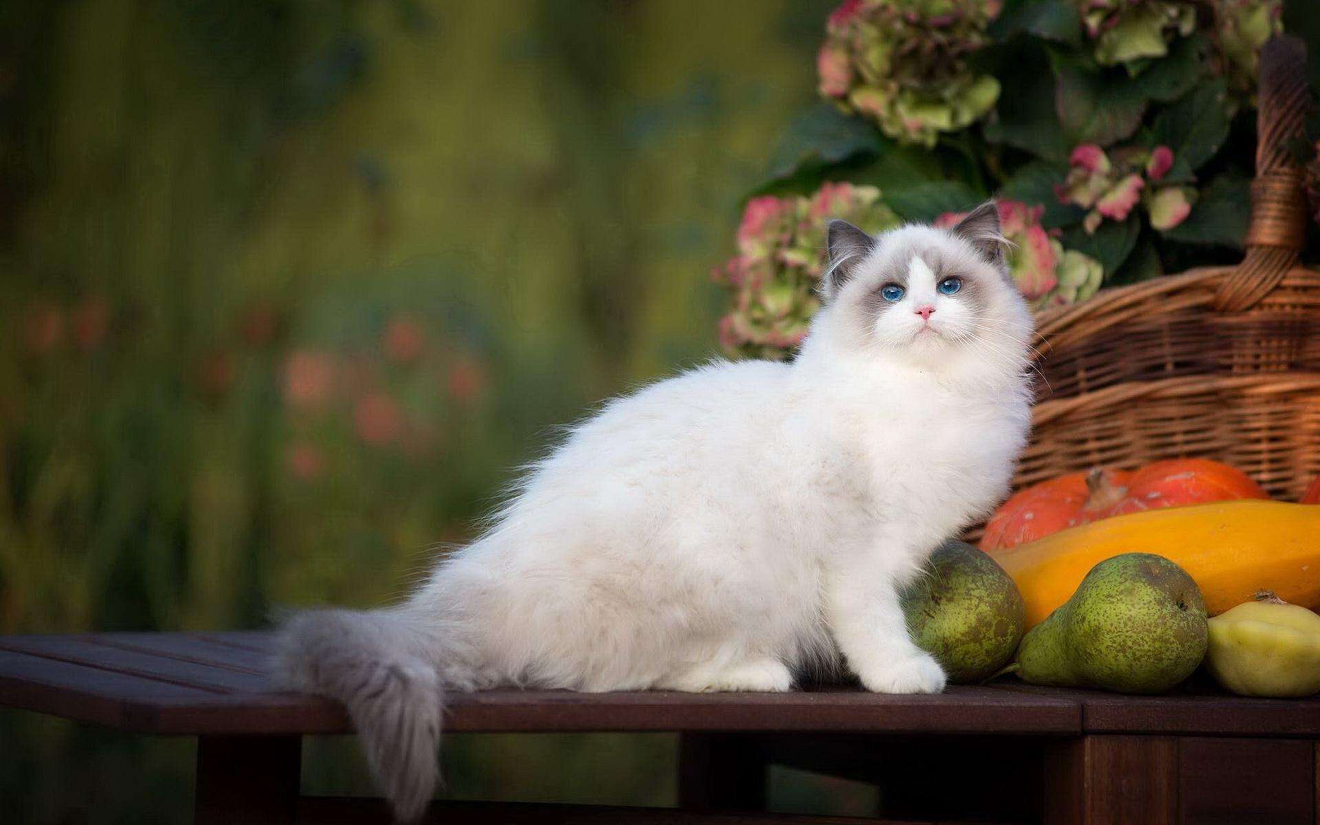 虎斑猫多少钱年度最受欢迎的十大猫咪品种