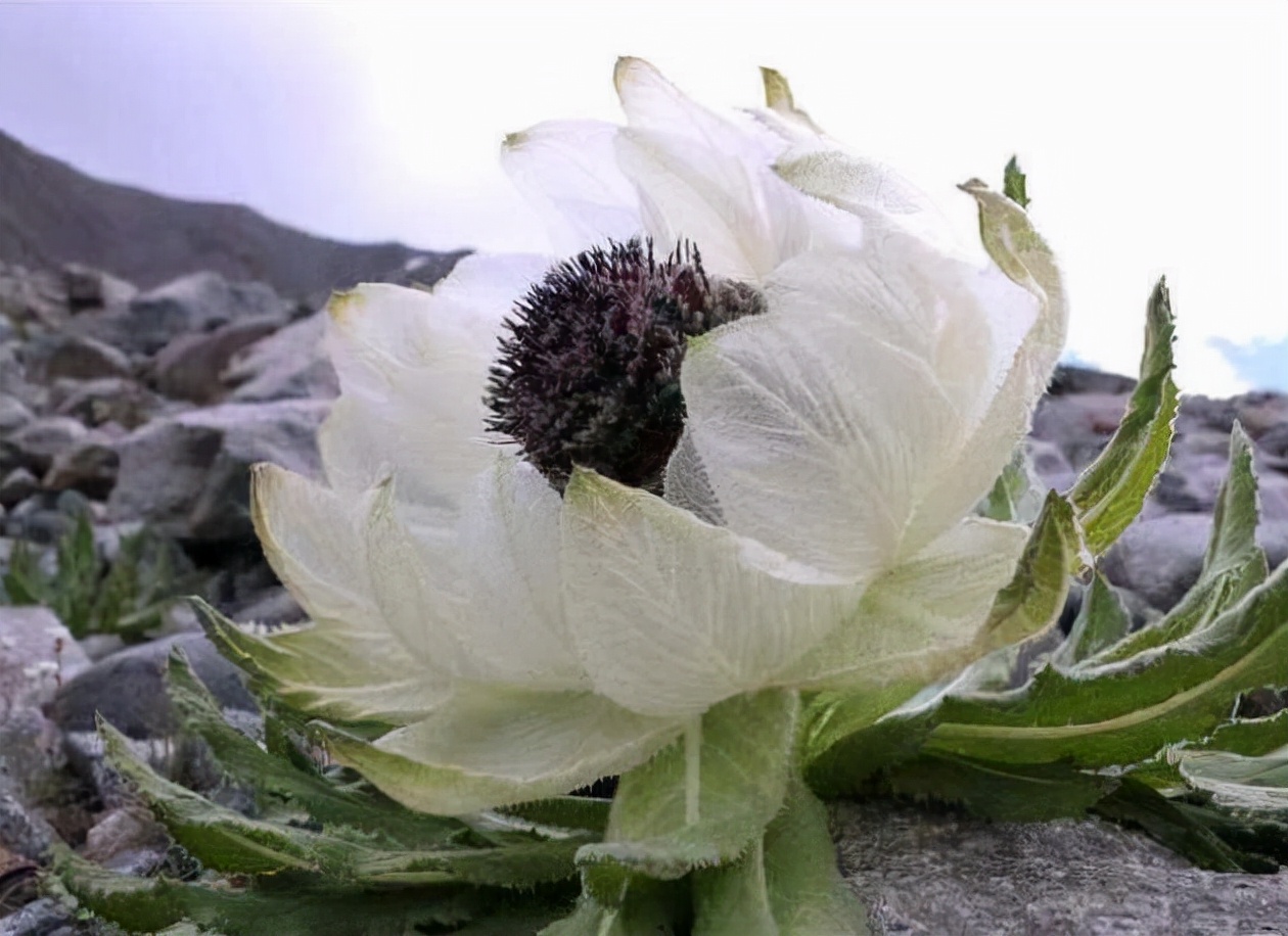 天山野生雪莲一朵价格新疆的