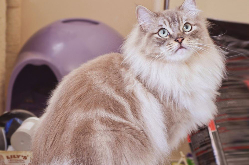 猫咪品种大全