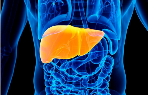 肝脏是人体中没有痛觉神经的器官,通常肝脏健康变差时,并无明显的疼痛