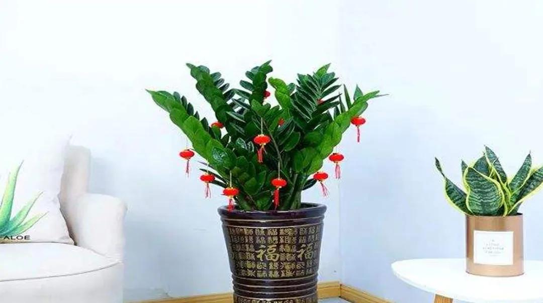 适合家里养的32种花镇宅又聚财的花大全