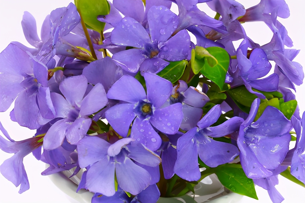紫罗兰花用什么盆怎么养最佳精心整理