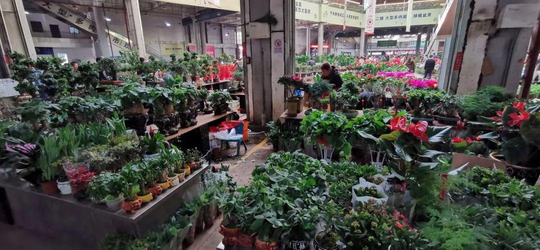 植物盆栽批发市场全国最大的花卉批发市场介绍