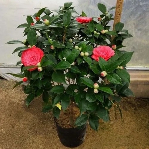 非洲种的茶花怎么养详细介绍图文
