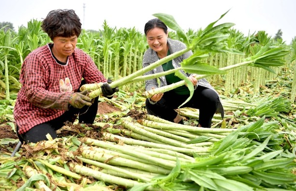 贡菜莴笋的兄弟晒干后叫贡菜常年20元每斤1年能种两季