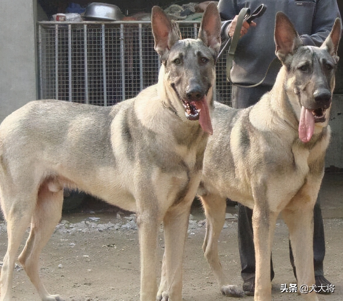猛犬大对决,国产狼犬三杰,昆明狼青莱州红犬和德国牧羊犬