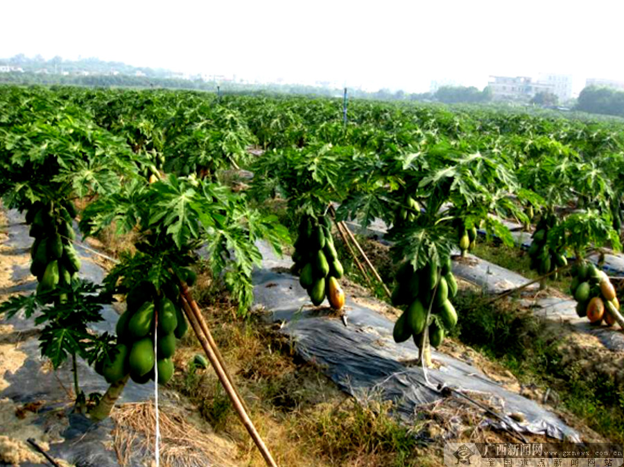 佛山钦州抖音账号代运营(韦云健：退伍不褪色 自主创业助脱贫)  第2张