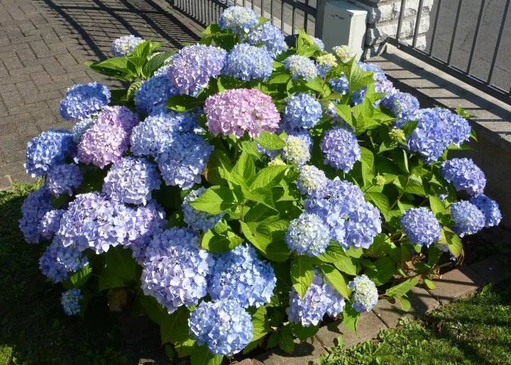 绣球花什么时候种植绣球花什么时候种植最好