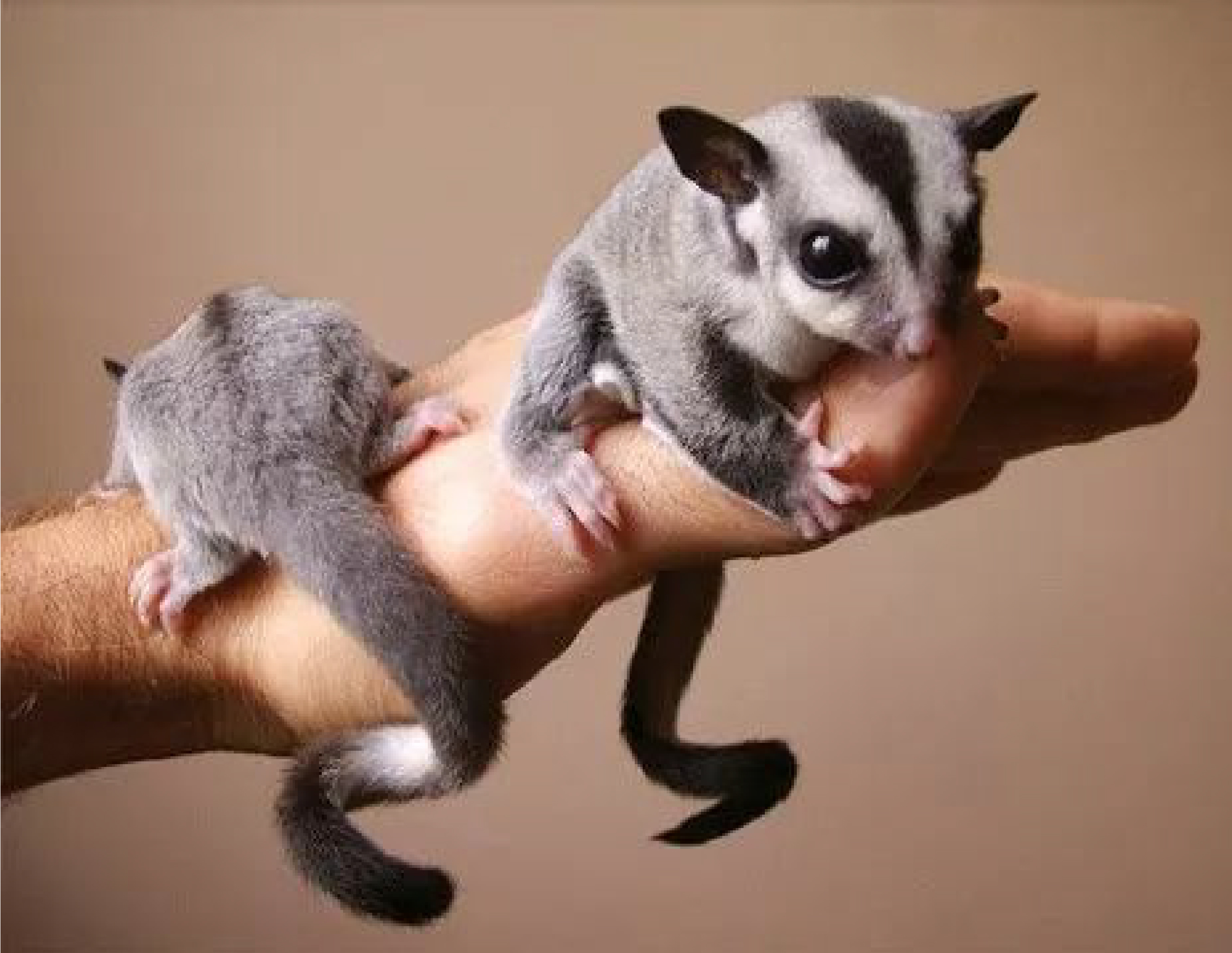 澳洲蜜袋鼯多少钱一只动物界10种萌物