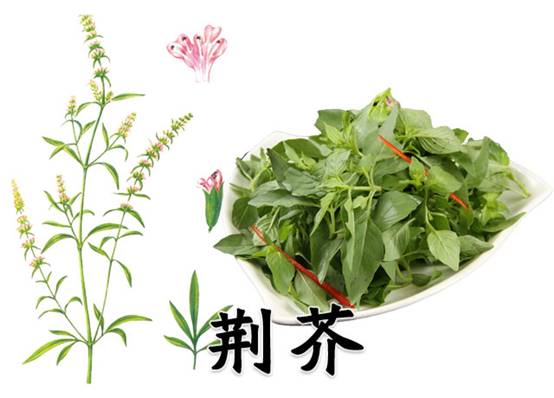 荆芥的功效与作用(荆芥,去除感冒发热 祛风发汗 透疹止血 百科全说